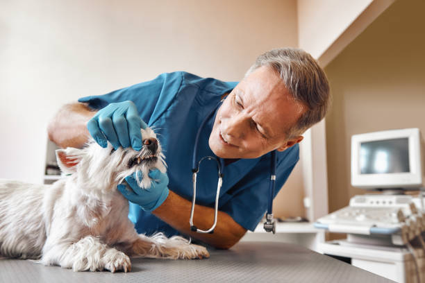 Best Emergency Tooth Extraction in Bryn Mawr Skyy, WA